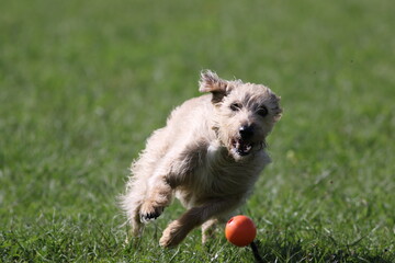 A lurcher dog plays in a park