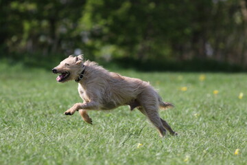 A lurcher dog plays in a park