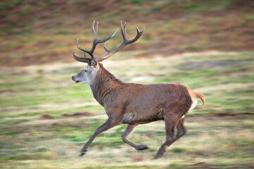 Male Red Deer running at Old John in Bradgate Country Park