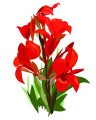 Red Canna indica