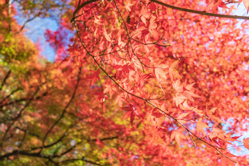 The Autumn Colors of Echizen Ono Castle in Fukui, Japan