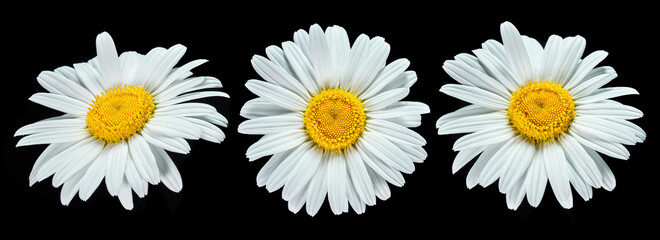 Set of Daisy flowers isolated on black background