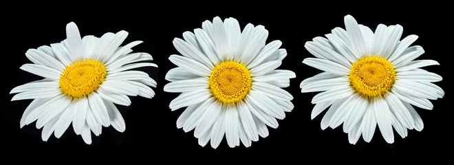 Fotobehang Set of Daisy flowers isolated on black background © OSINSKIH AGENCY
