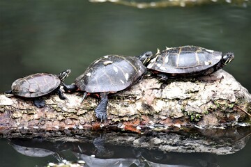 Fototapeta premium three turtles on a log
