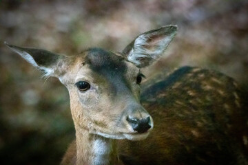 a female Fallow deer