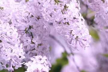 Fototapeta premium The lilac of a soft pink hue was shot close-up on a blurred garden background. The photo in pastel shades was made for your most delicate design.