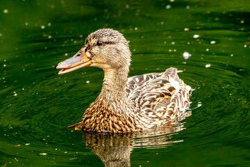 a female Mallard duck