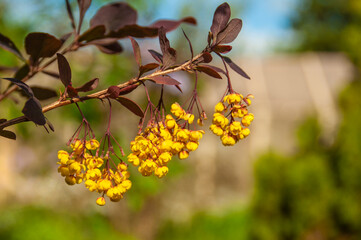 Blooming spring barberry flowers on a natural background