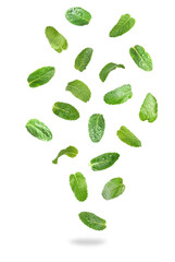 Set of flying green mint leaves on white background