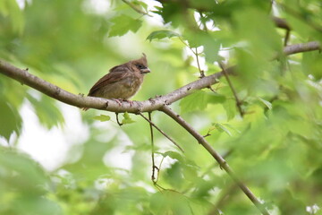 fledgling cardinal on a branch