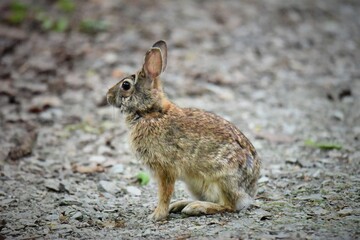 wild rabbit on a path