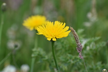 yellow dandelion flower
