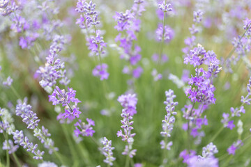 Obraz premium Lavender flowers at bloomed purple lavender field before sunset. Selective focus.