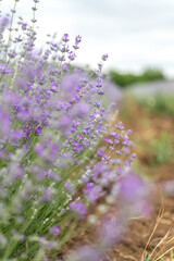 Obraz premium Lavender flowers at bloomed purple lavender field before sunset. Selective focus.