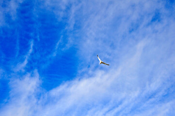 Seagull flying in the blue sky