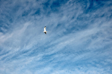 Seagull flying in the blue sky