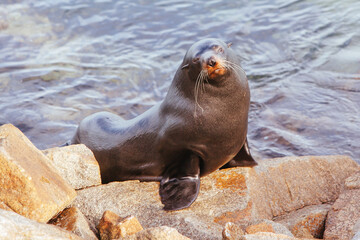Fototapeta premium Seal in Narooma Inlet Australia
