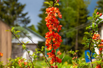 Flowering quince. Spring flowers on a natural background
