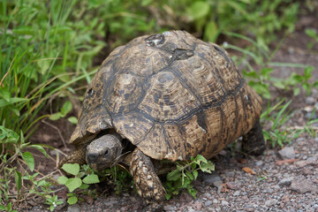Leopard tortoise Stigmochelys pardalis Africa Kenya Tanzania large and attractively marked found in the savannas