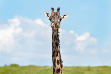 Giraffe standing out with the African sky on the backgrounds, Ndutu, Tanzania 