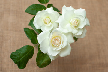 白い薔薇３輪