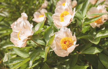 Pale pink peonies close up on a bush 
