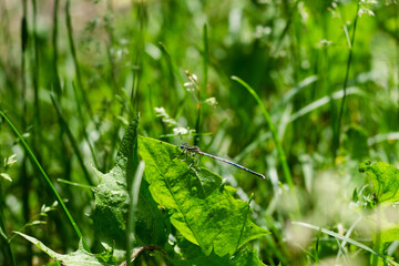 green grass with dew