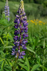 Lupine flower in a meadow among grass. Purple flowers among green grass. Yellow dandelions in the blur in the background