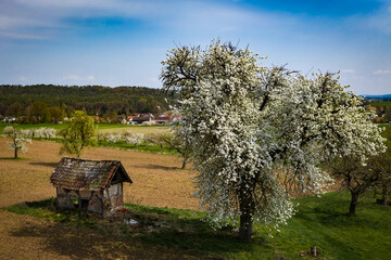 Fototapeta na wymiar Blooming cherry tree in the fields