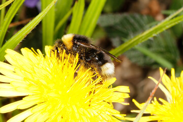 Bumblebee, Bombus, Insect, Nectar, Pollen, Thuringia, Germany, Europe © Klaus Nowottnick