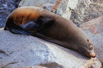 Seal in Narooma Inlet Australia