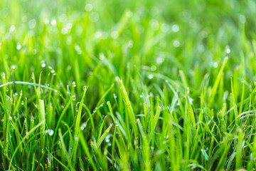 Fototapeta na wymiar Beauty backgrounds with foliage, green grass, dew drops and bokeh