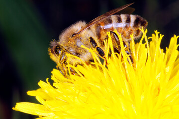 Bee, honeybee, Apis mellifera, Pollen, Thuringia, Germany, Europe