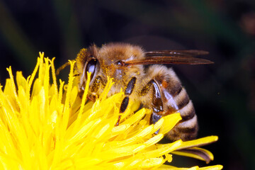 Bee, honeybee, Apis mellifera, Pollen, Thuringia, Germany, Europe