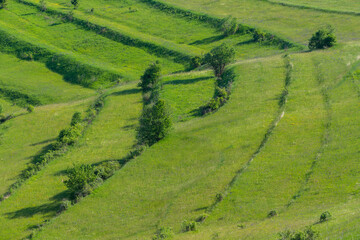 Curved, terraced green agricultural fields at summertime for background in Transylvania, Romania.