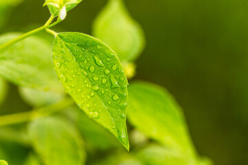 Fototapeta na wymiar water drop on leaf at nature close-up macro. Fresh juicy green leaf in droplets of morning dew outdoors.