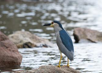 Black-crowned Night Heron (Nycticorax nycticorax) on the river