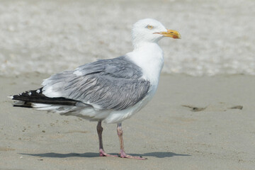 hunrige gull on the beach. High quality photo