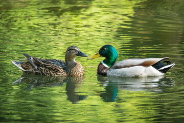 Swimming ducks showing their love 