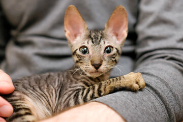 The kitten is afraid in the arms of a man. The pet is looking into the frame. Cornish Rex, Tabby