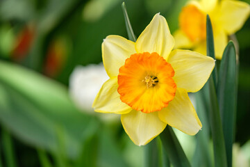 Blooming Flower of yellow narcissus.