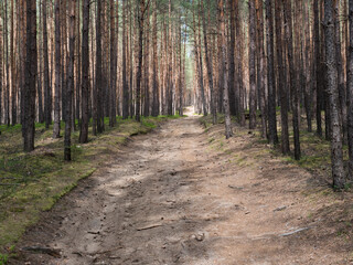 Wide empty forest dirt road in spring green spruce tree forest with bare tree trunk in gentle sun light