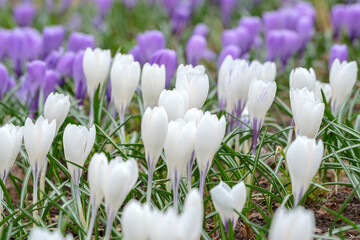 Field of white and purple crocuses.