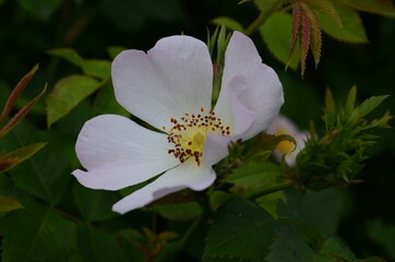 Dog Rose blossoms (Rosa canina)