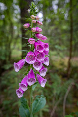 Blooming foxglove wildflower in forest