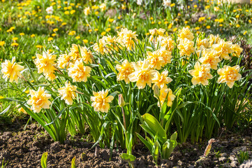 Fototapeta premium Narcissus flowers. Spring flowers on a natural background