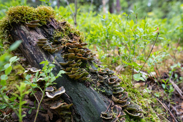 Fototapeta na wymiar Mushrooms vegetated on tree trunk in forest