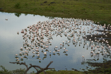 Flamingo Phoenicopteridae wading Africa beautiful colourful Lake Reflection