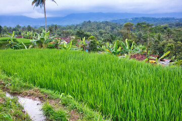 Fototapeta premium Rice fields in Sukabumi, West Java, Indonesia