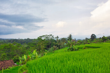 Fototapeta na wymiar Rice fields in Sukabumi, West Java, Indonesia